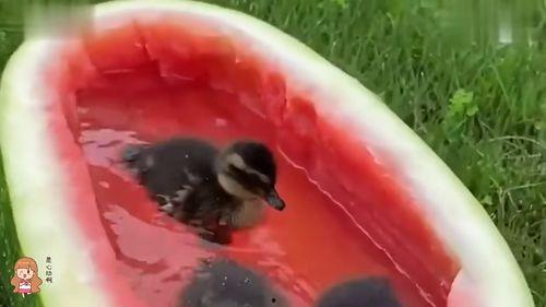 娱乐吃瓜酱鸭鸭,揭秘娱乐圈那些鲜为人知的幕后故事